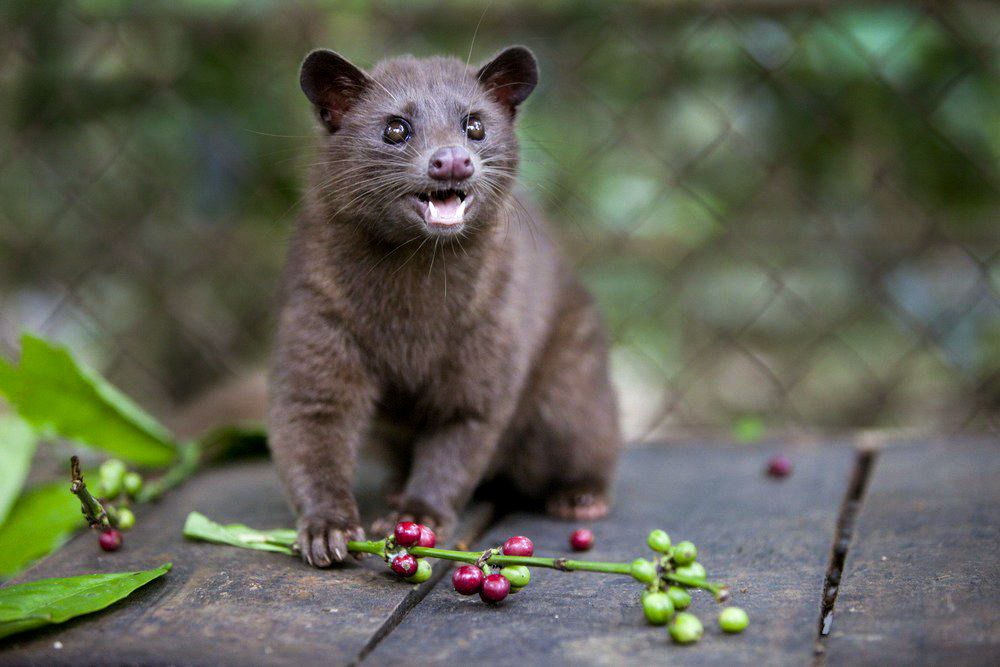 Luwak